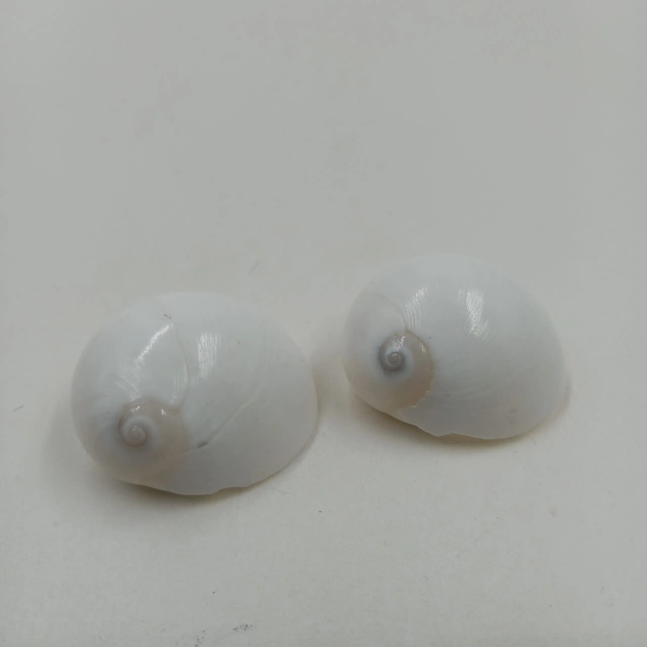 צדפים 3.5